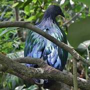 Nicobar Pigeon