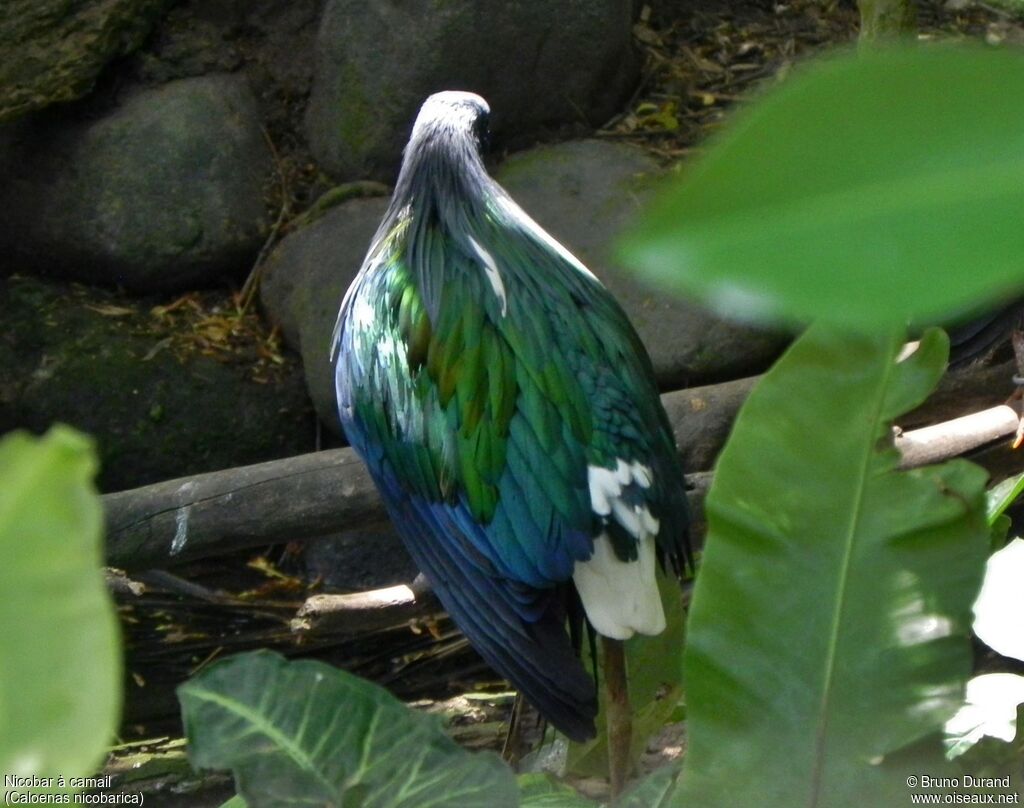 Nicobar Pigeonadult, identification