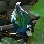 Nicobar Pigeon