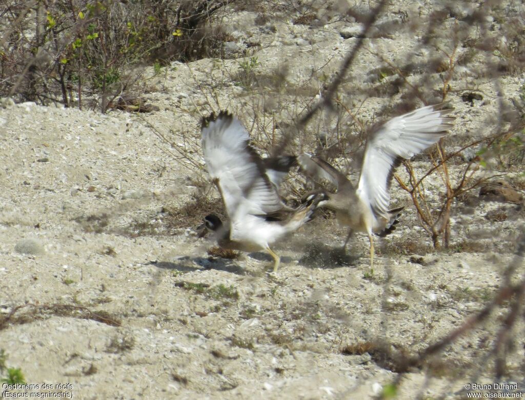 Beach Stone-curlewadult, identification, Behaviour