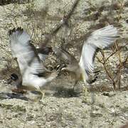 Beach Stone-curlew