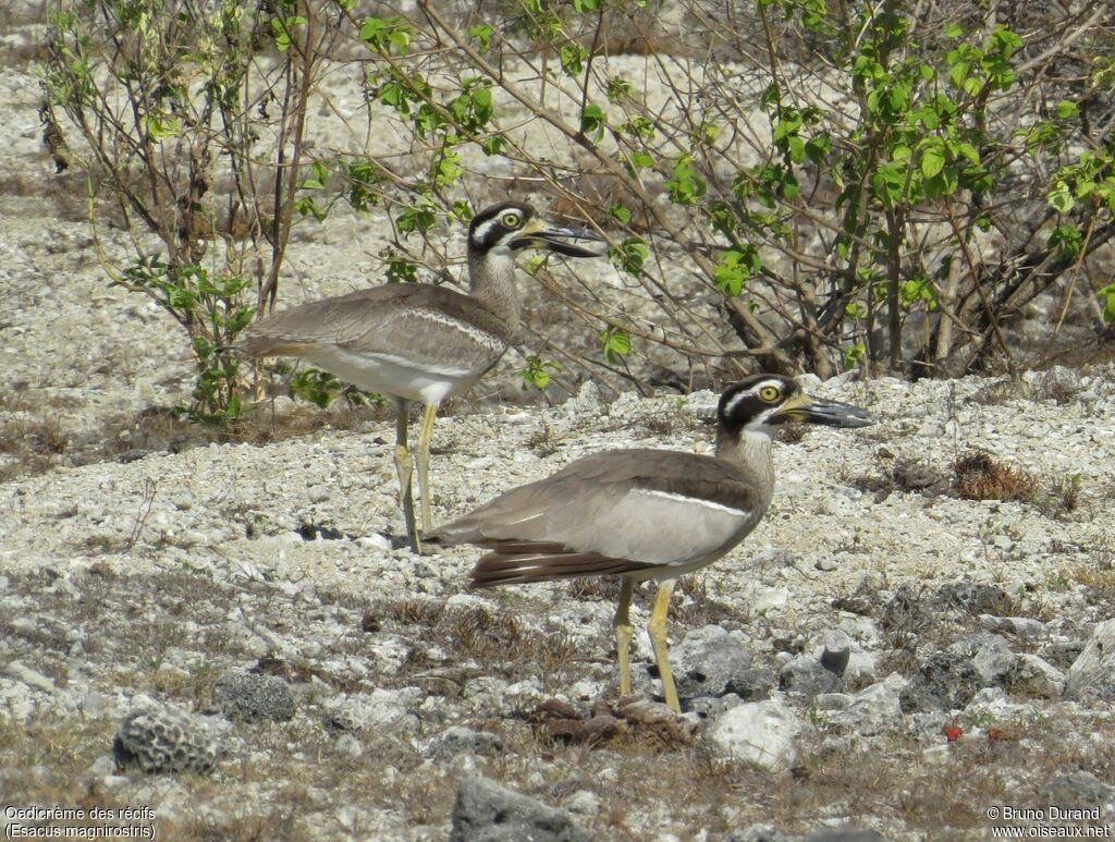 Beach Stone-curlew , identification