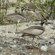 Beach Stone-curlew