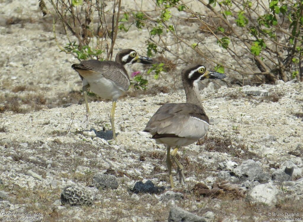 Oedicnème des récifs , identification