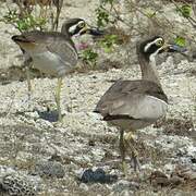 Beach Stone-curlew