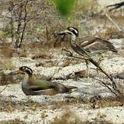 Beach Stone-curlew