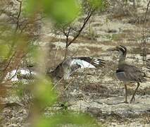 Beach Stone-curlew