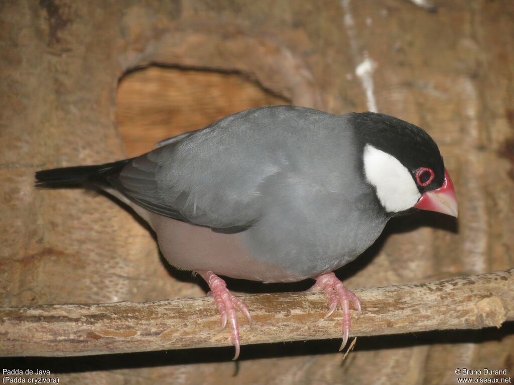 Java Sparrowadult, identification