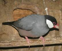 Java Sparrow