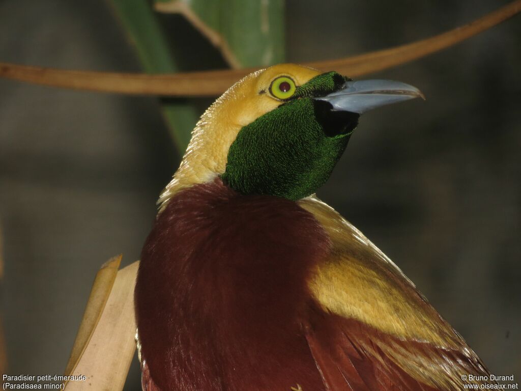 Lesser Bird-of-paradise male adult, identification