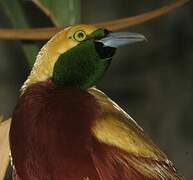 Lesser Bird-of-paradise