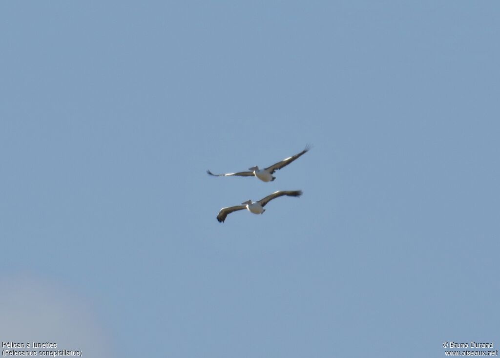 Australian Pelicanadult, Flight