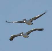 Australian Pelican