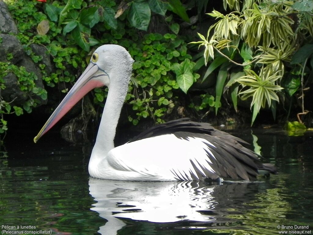 Pélican à lunettesadulte, identification