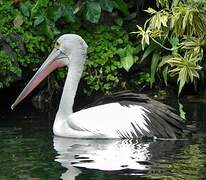 Australian Pelican