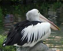 Australian Pelican