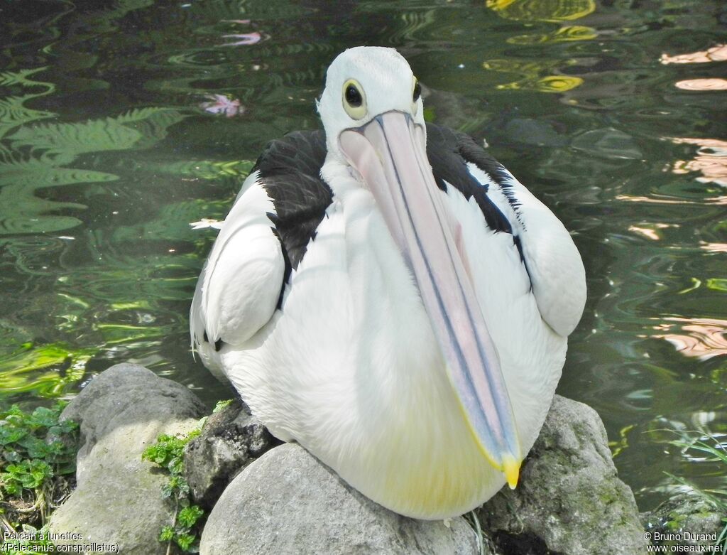 Pélican à lunettesadulte, identification, Comportement