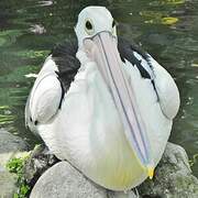 Australian Pelican