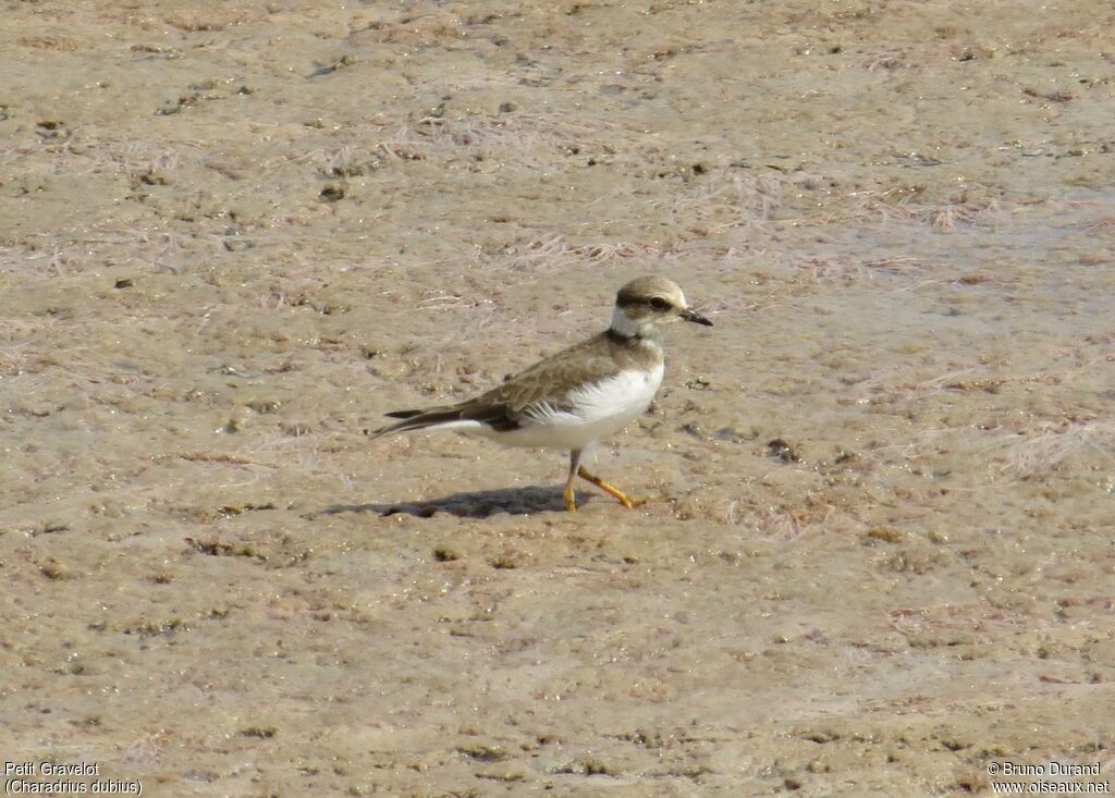 Petit Gravelot, identification