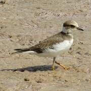 Little Ringed Plover