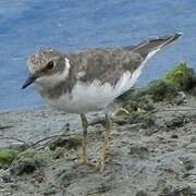 Little Ringed Plover