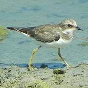 Little Ringed Plover