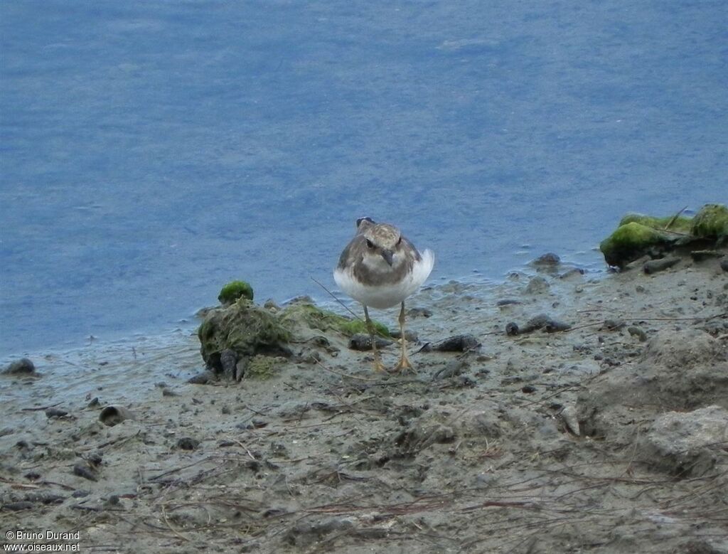 Little Ringed Ploverjuvenile, identification