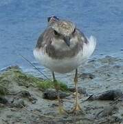 Little Ringed Plover