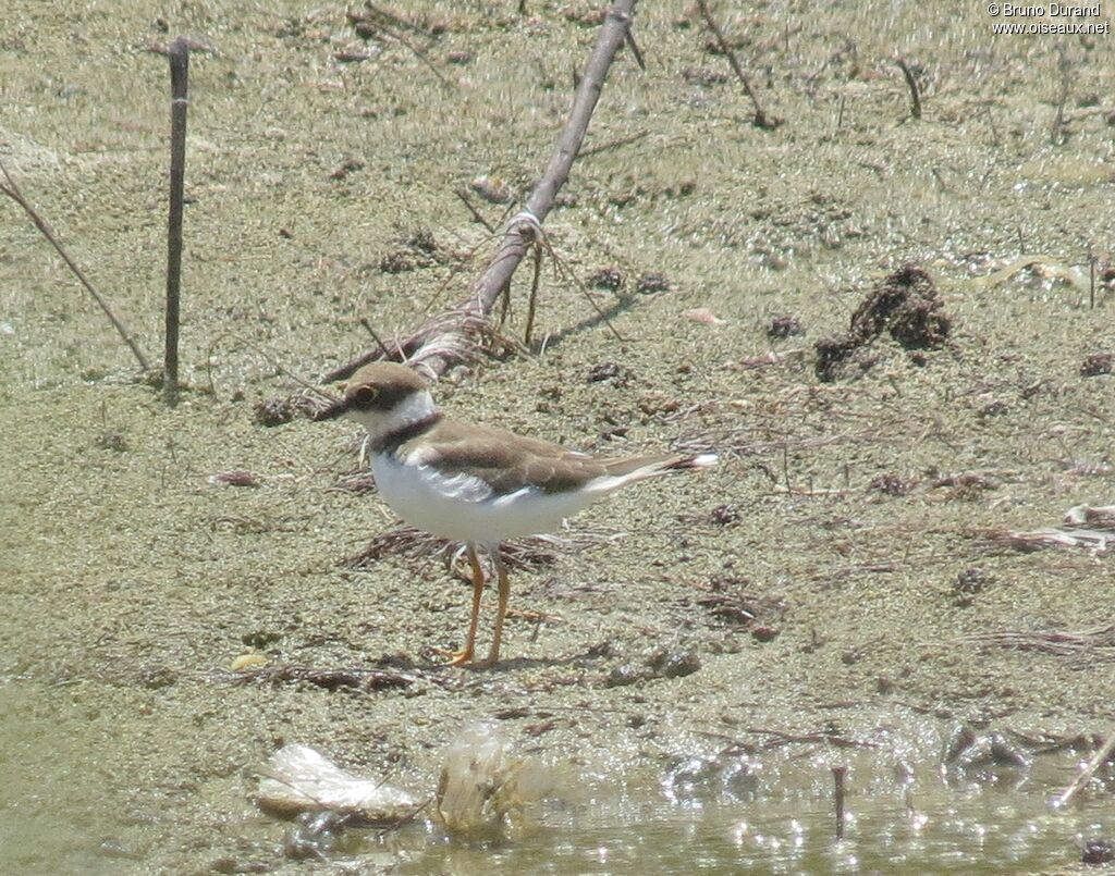 Little Ringed Ploveradult, identification, Behaviour