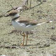 Little Ringed Plover