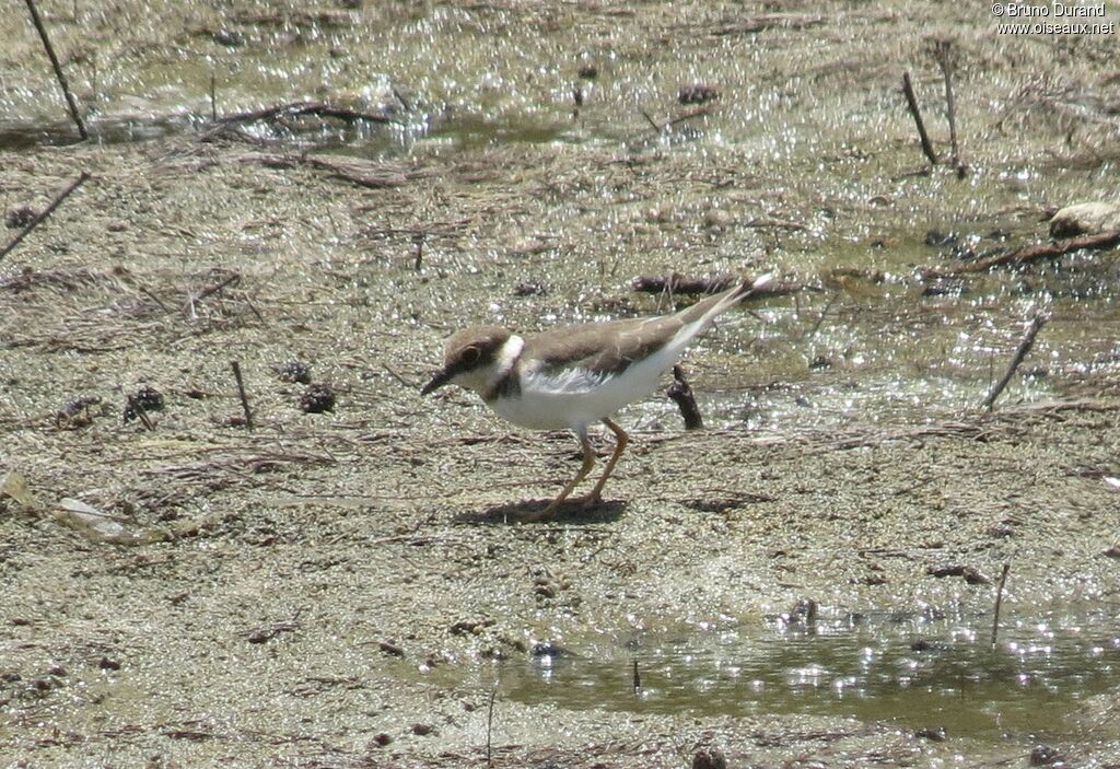 Petit Gravelotadulte, identification, Comportement