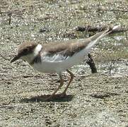 Little Ringed Plover