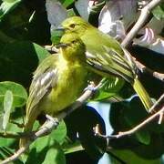 Common Iora