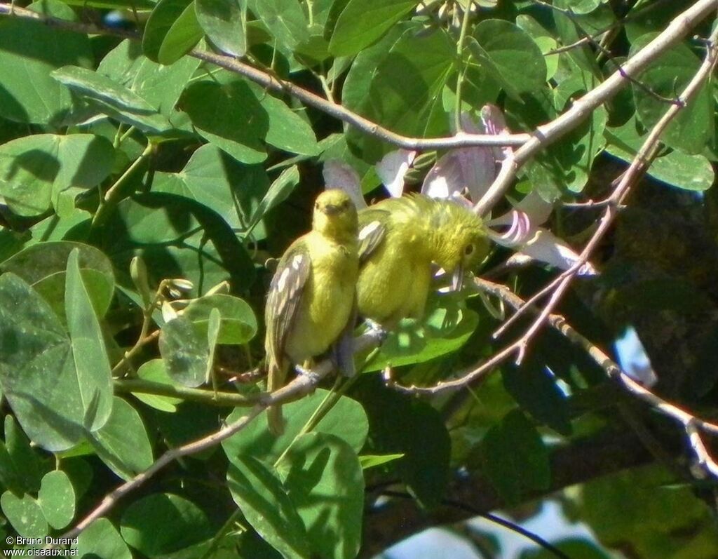 Common Ioraadult, identification, Behaviour