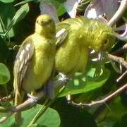 Common Iora