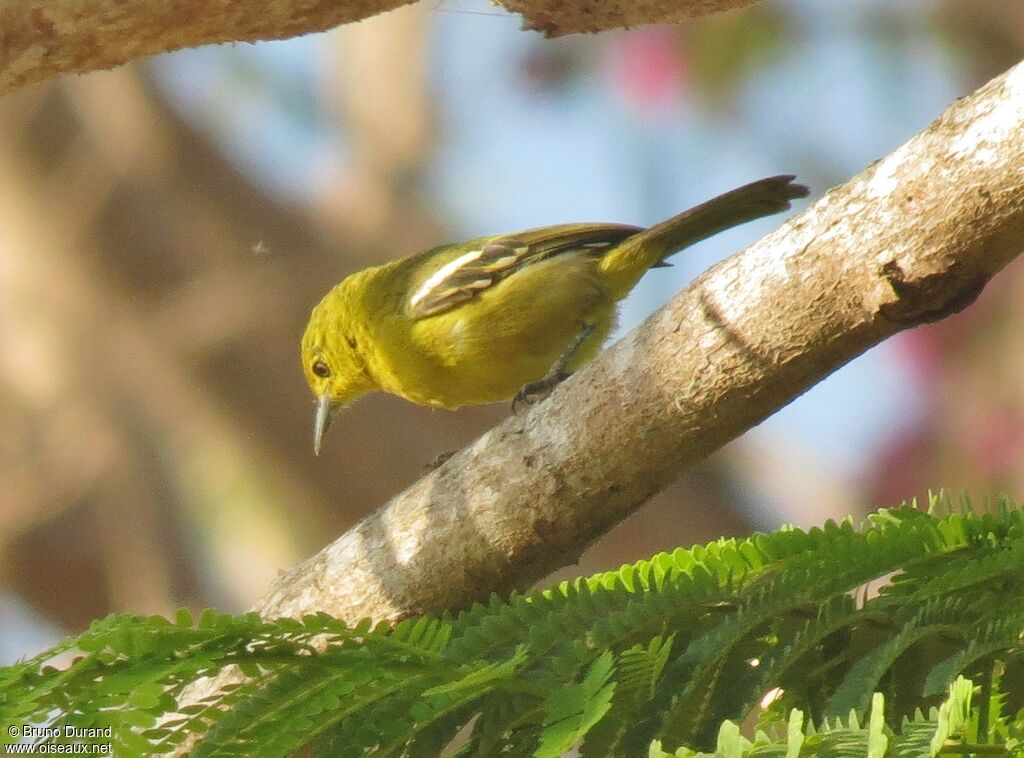 Petit Iora, identification, Comportement