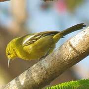 Common Iora