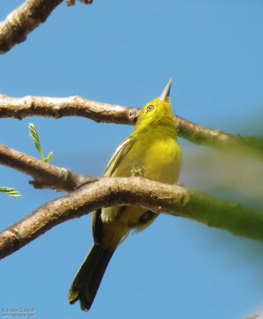 Common Iora, identification, Behaviour