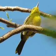 Common Iora