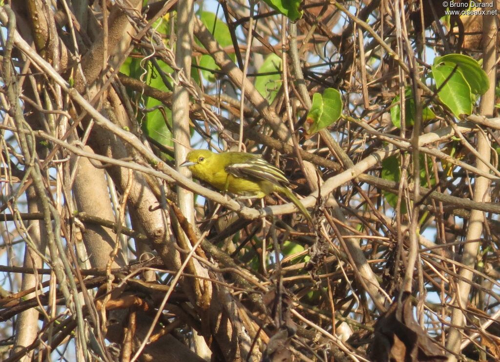 Common Iora, identification, Behaviour