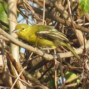 Common Iora