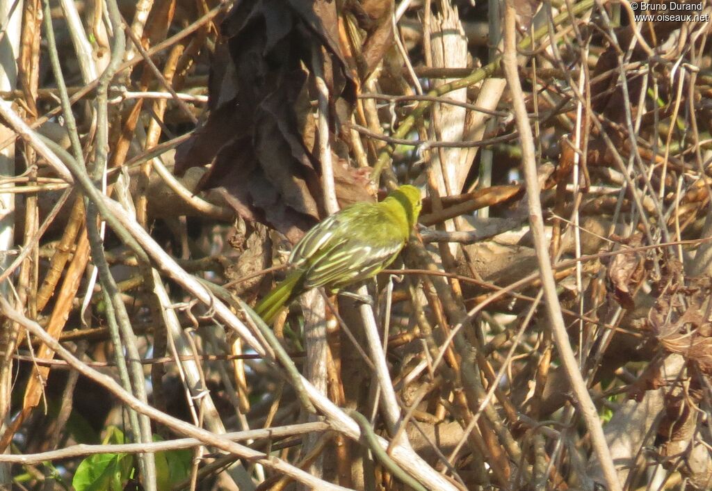 Petit Iora, identification, Comportement