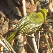 Common Iora