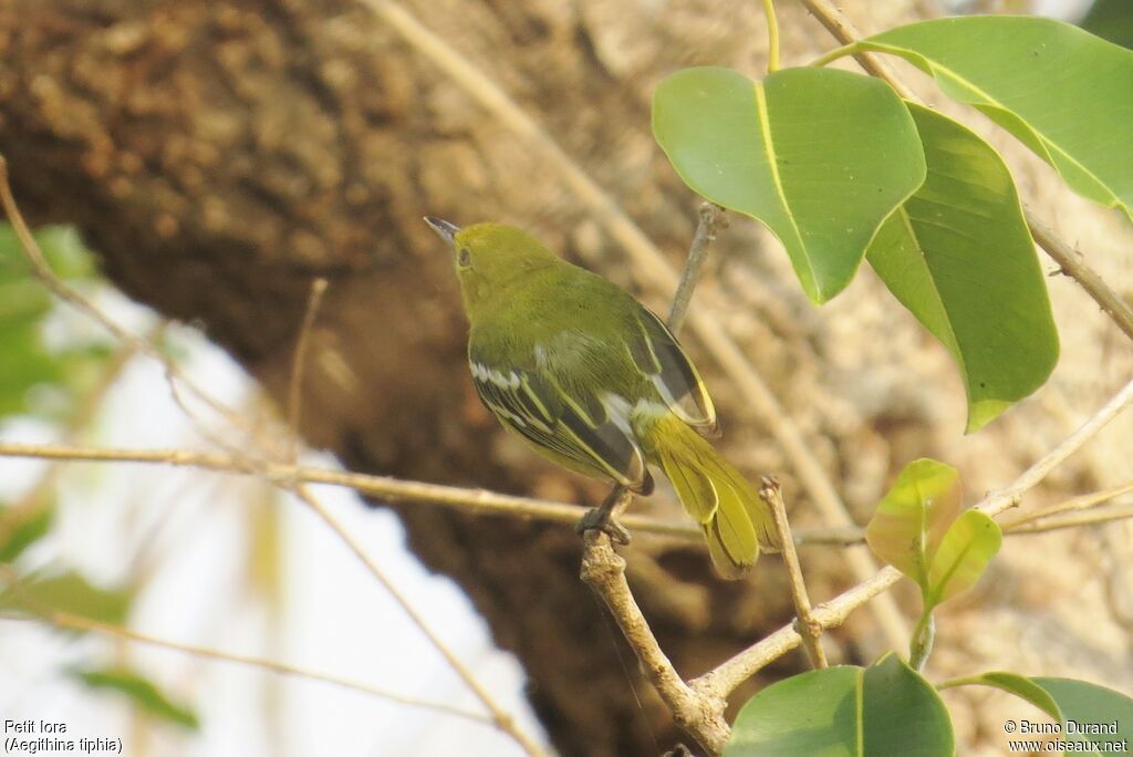 Common Iora, identification