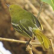 Common Iora