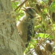 Freckle-breasted Woodpecker