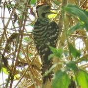 Freckle-breasted Woodpecker