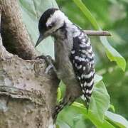 Freckle-breasted Woodpecker