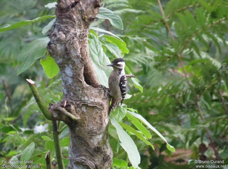 Freckle-breasted Woodpecker female adult, identification, feeding habits, Behaviour