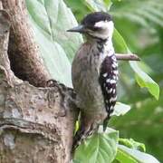 Freckle-breasted Woodpecker